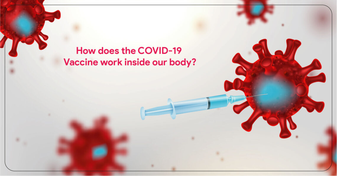 How does the COVID-19 Vaccine work inside our body?