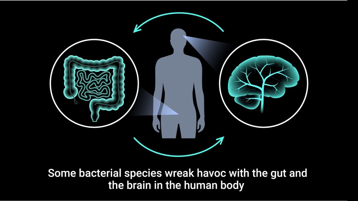 Brain in the human body